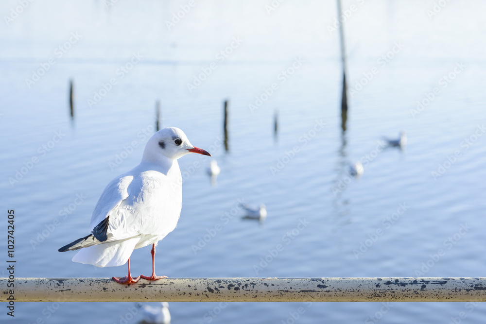 Obraz premium 湖とユリカモメ