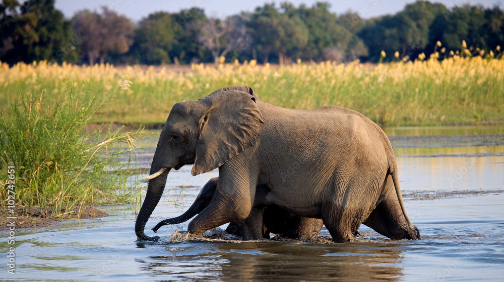 Fototapeta premium Elephant with baby crossing the river Zambezi.Zambia. Lower Zambezi National Park. Zambezi River. An excellent illustration.