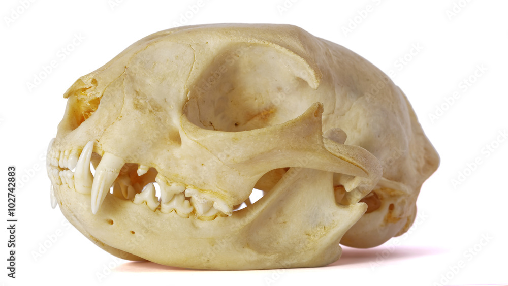 Cat skull on white background, showing fangs Cat skull on white background, showing fangs