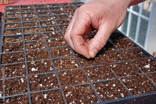 Farmer starting seeds in a greenhouse 