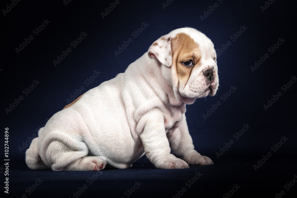 ENGLISH Bulldog puppy on dark background ENGLISH Bulldog puppy on dark background