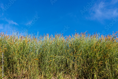 Background of grass field and blue sky