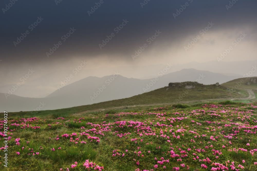 Carpathian Mountains. Mount Pop Ivan. Rhododendrons on the slopes of the mountains in cloudy weather