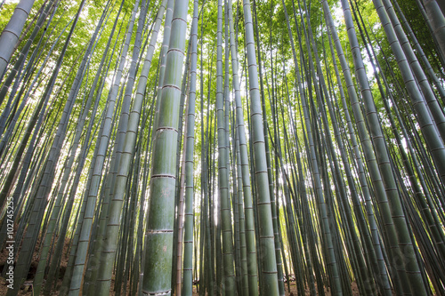 Bamboo Grove panorama in Arashiyama  Kyoto  Japan