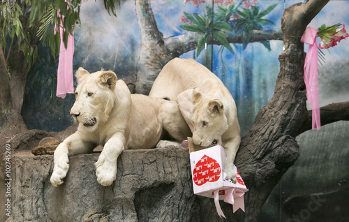 Two white lions wedding to celebrate Valentine's Day