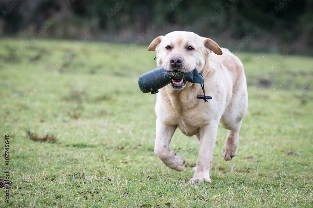 Dog Running and Playing Dog Running and Playing