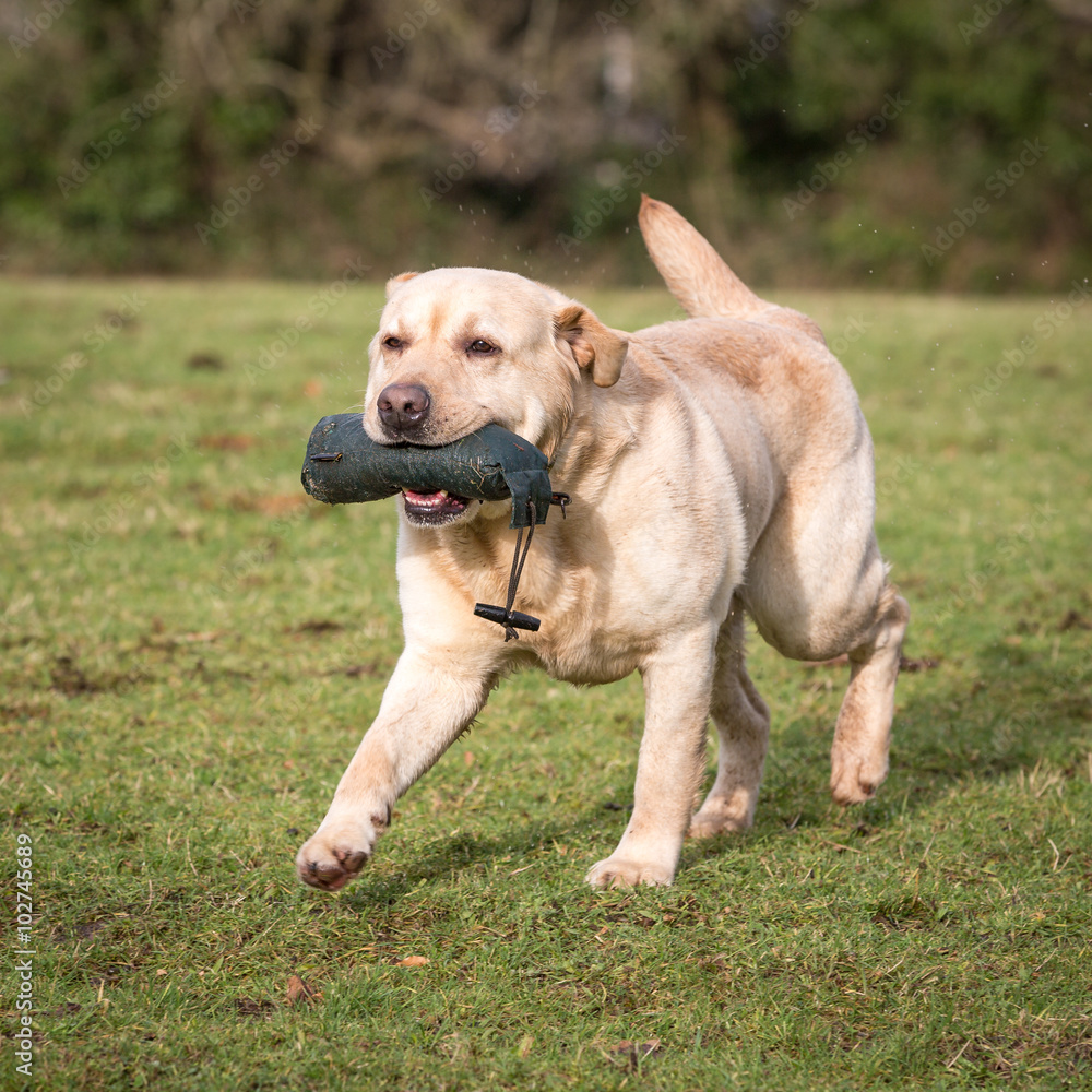 Dog Running and Playing Dog Running and Playing