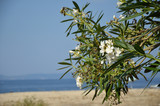 Oleander on the Beach