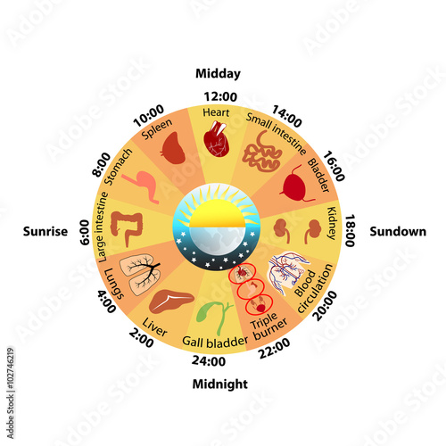 Daily Biorhythm of Internal Organs
