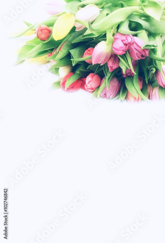 Fototapeta Naklejka Na Ścianę i Meble -  spring tulips white background