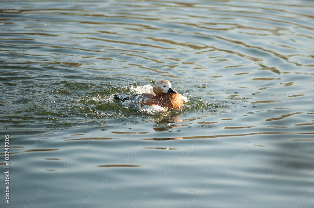 Duck ruddy Shelduck taking a bath Duck ruddy Shelduck taking a bath