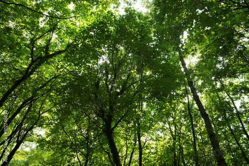 Wide angle view of forest with trees against the light and sun rays through the leaves