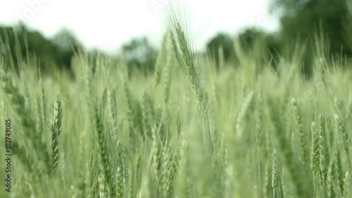 Close-up of a green wheat field, shallow depth of field
