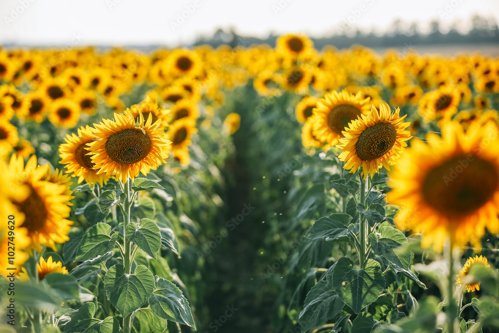 Naklejka premium sunflowers field, road summer