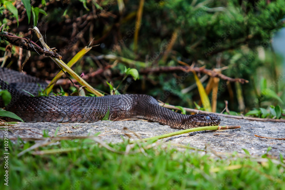 Northern water snake (Nerodia sipedon) Northern water snake (Nerodia sipedon)