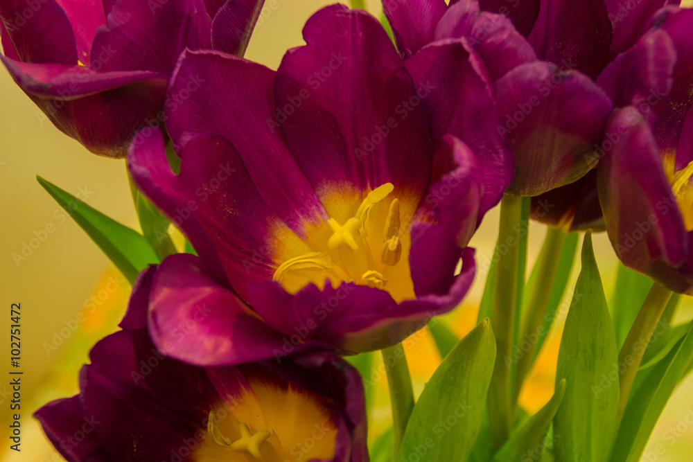 Naklejka premium Purple tulips on the light background
