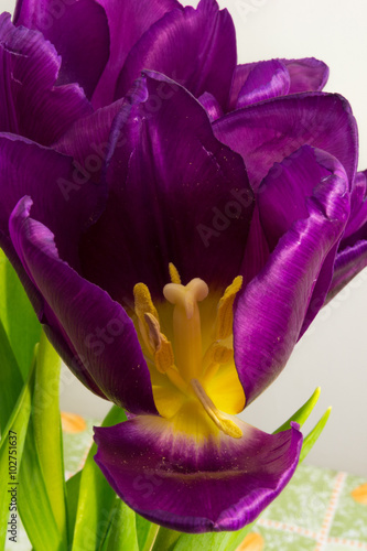 Fototapeta Naklejka Na Ścianę i Meble -  Purple tulips on the light background