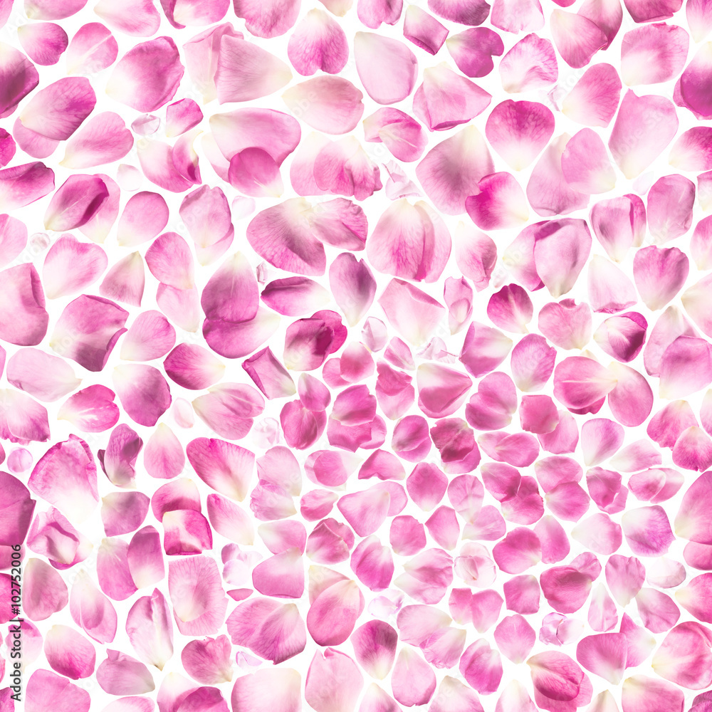 Repeatable rosa rose petals pattern, studio photographed over a soft back light, isolated on absolute white