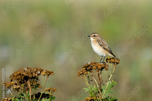 Wallpaper Mural Perching female Whinchat at tansy Torontodigital.ca