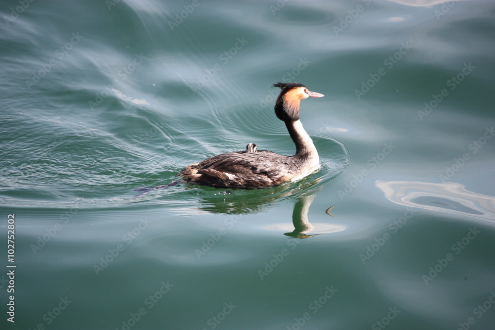 Fototapeta premium Crested Grebe with chick on its back