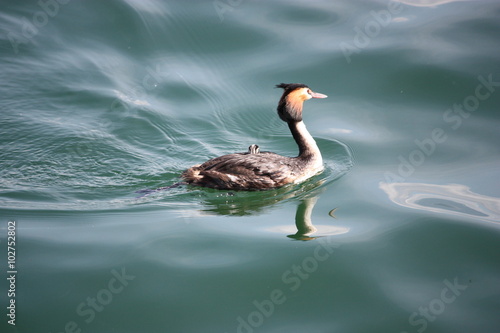 Crested Grebe with chick on its back