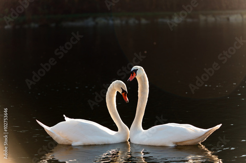 Fototapeta Naklejka Na Ścianę i Meble -  Two swans on water