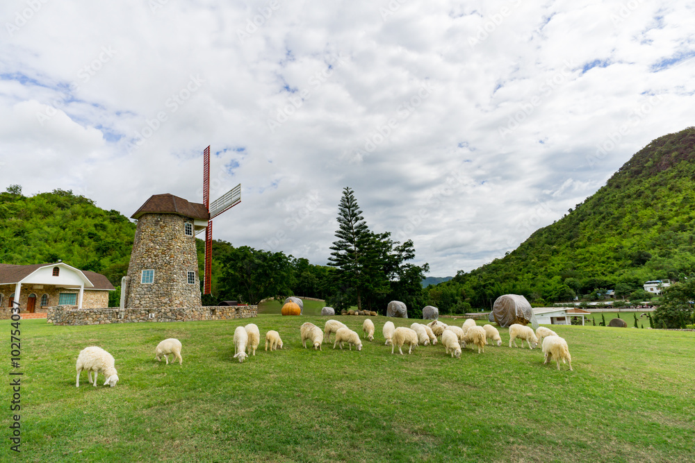 Fototapeta premium Sheep