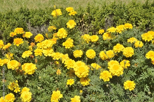 Yellow flowers