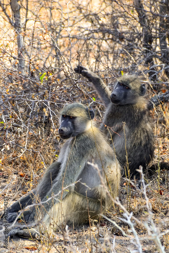Baboon monkey in Kruger National park - South Africa