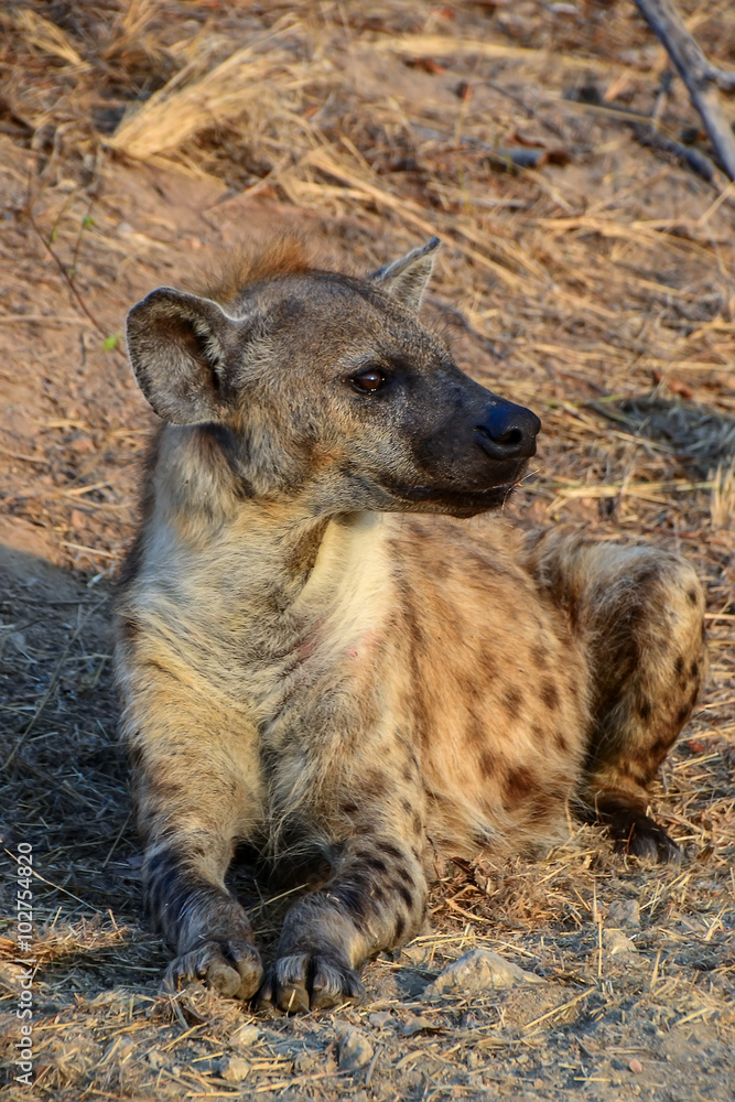 Hyena in Kruger National park - South Africa Hyena in Kruger National park - South Africa
