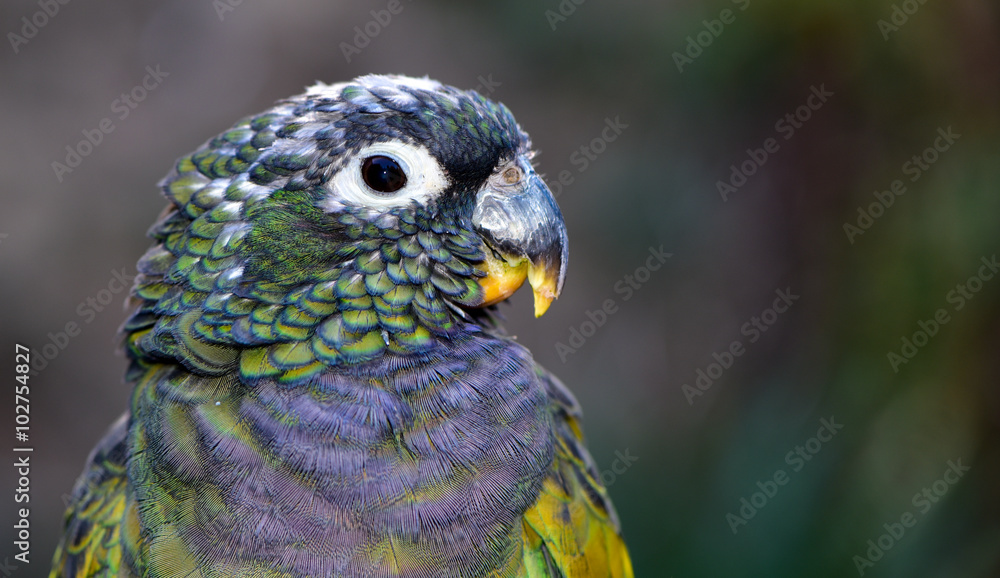 Fototapeta premium Close up of a Maximilian Pionus Parrot