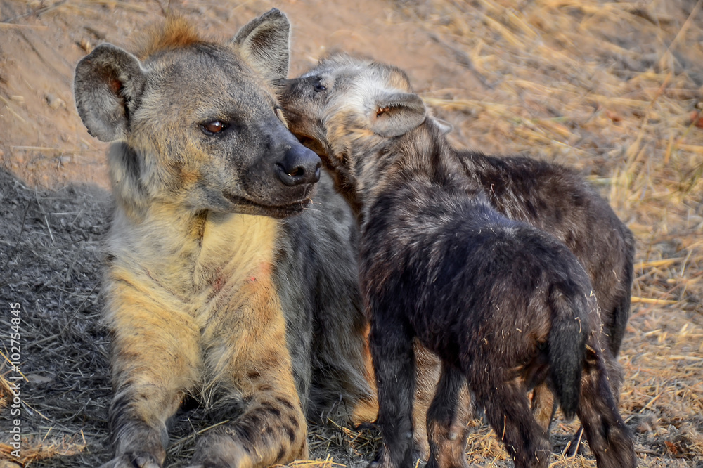 Hyena in Kruger National park - South Africa Hyena in Kruger National park - South Africa