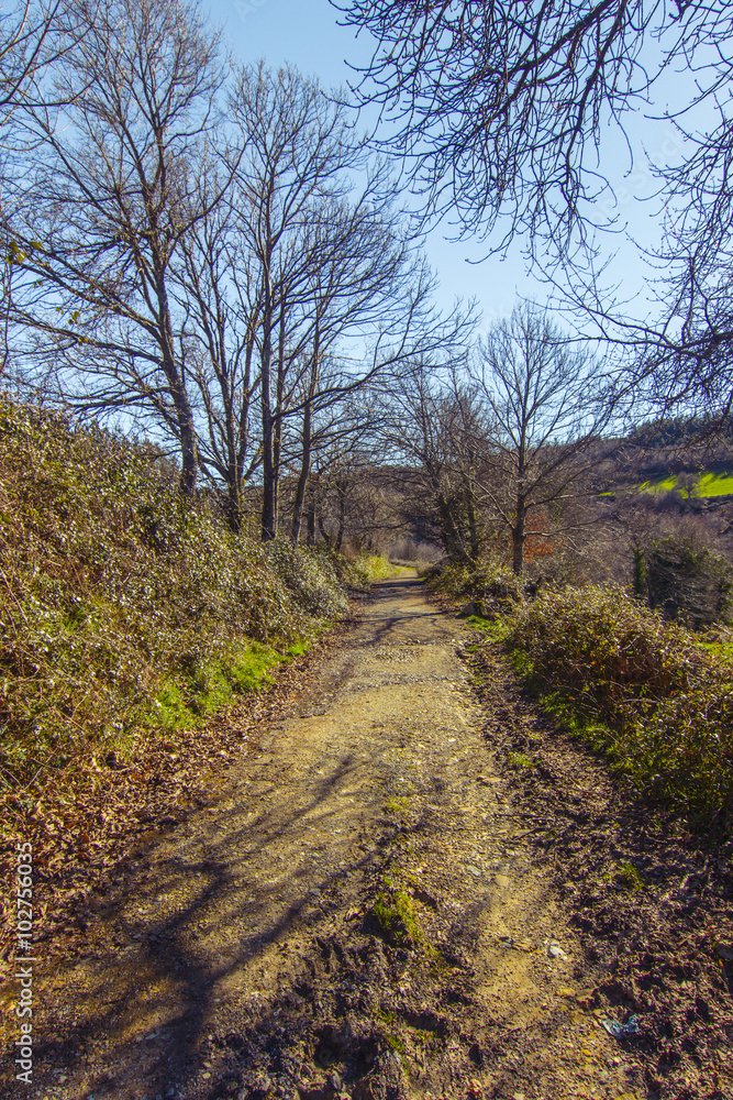 Naklejka premium Camino