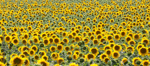 Bright yellow backlit sunflowers  or helianthus in a field of young plants with many unopened buds in a full frame panorama