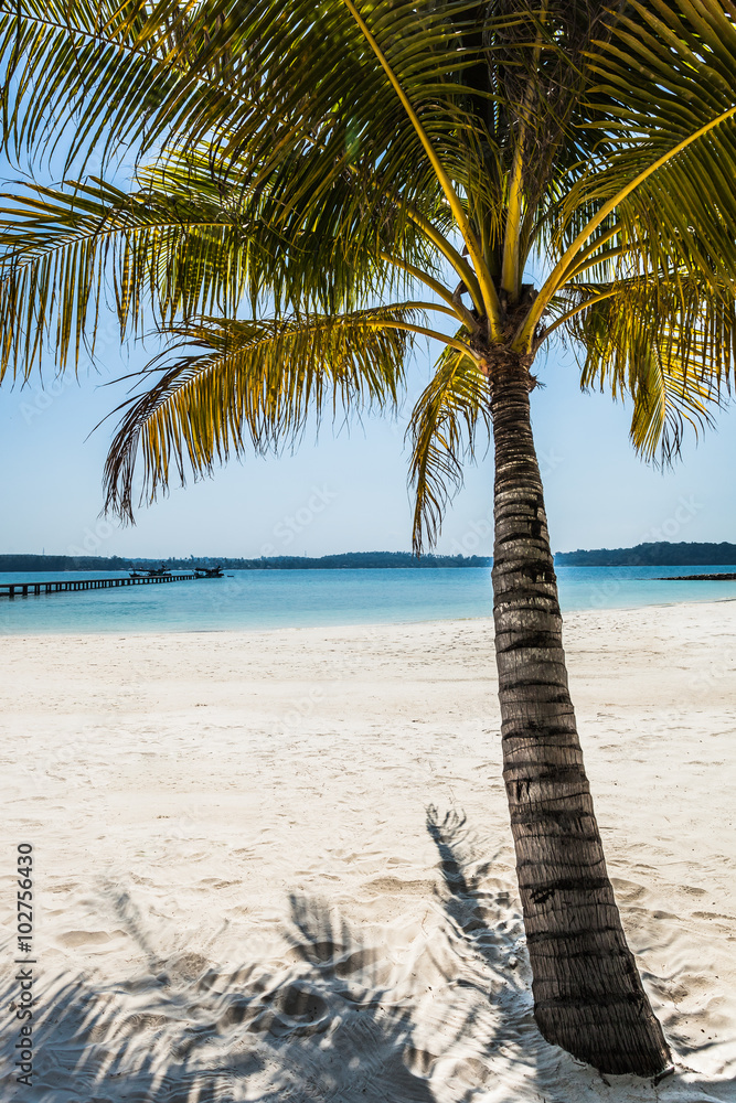 Obraz premium Palme am Strand hochkant