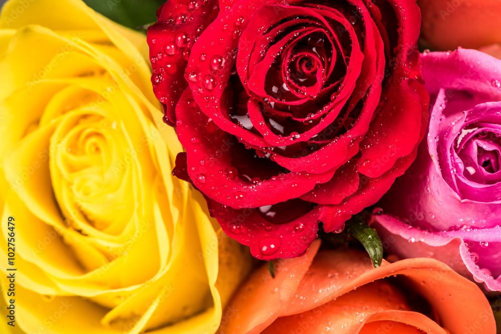 Rose background. Colorful flower bouquet from roses with rain drops. Rose background. Colorful flower bouquet from roses with rain drops.