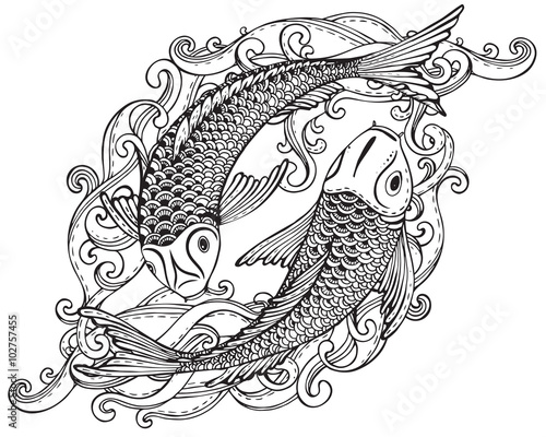 Hand drawn vector illustration of two Koi fishes (Japanese carp)