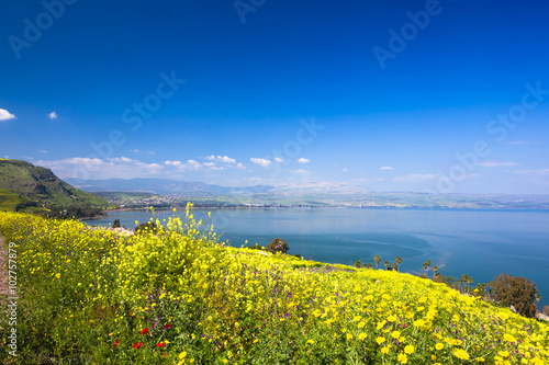 Yelloy flowers near sea of Galilee in sunny spring day Fototapet