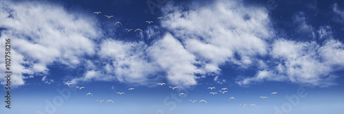 cielo panoramica con aves volando