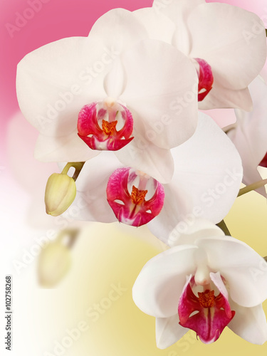 White flower. Orchid 