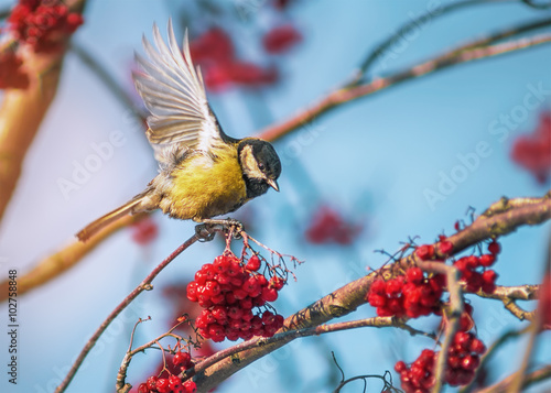 Foto Titmouse flying on a rowan-tree