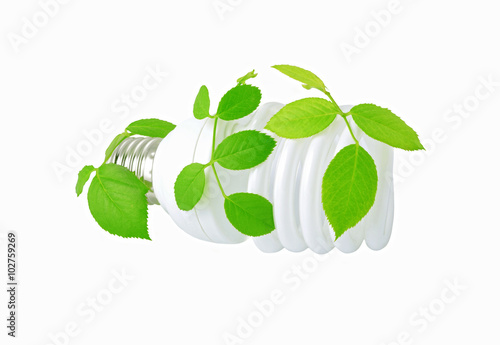 Energy saving light bulb and plant on white background
