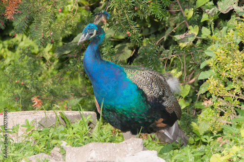 Ein Pfau (lat. Pavo cristatus) im Park bei Karlsruhe