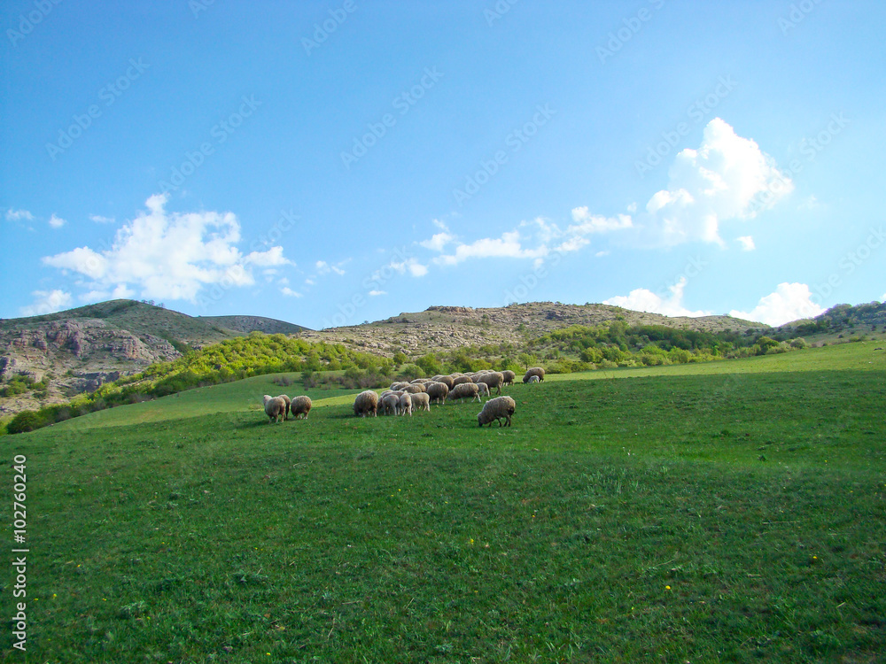 sheeps on a meadow sheeps on a meadow