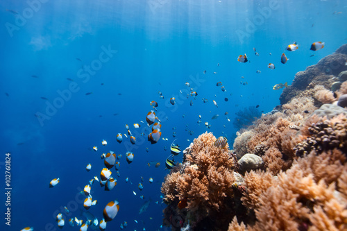 Coral reef underwater