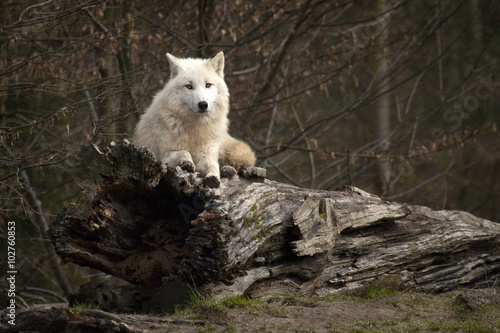Obraz na płótnie Loup blanc sur tronc d'arbre w salonie