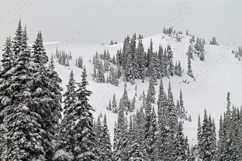 Snow Covered Hill with Snow Laden Evergreen Trees