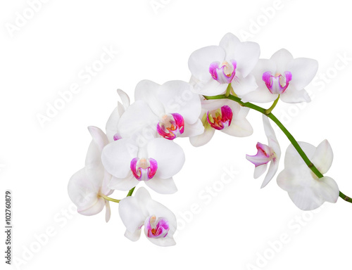 Fototapeta Naklejka Na Ścianę i Meble -  Fresh orchid flower, isolated on white background