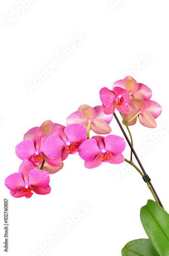 Pink orchid flower  isolated on white background