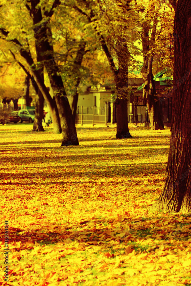 Fall park Fall park